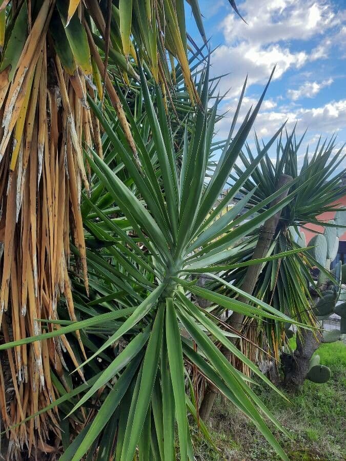 Yuca gigante 14