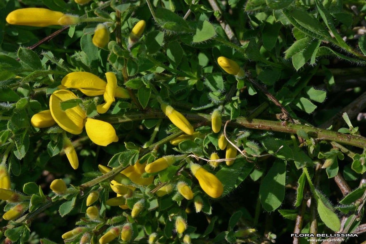 Oligovník 21