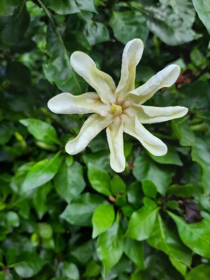 Gardenia 9