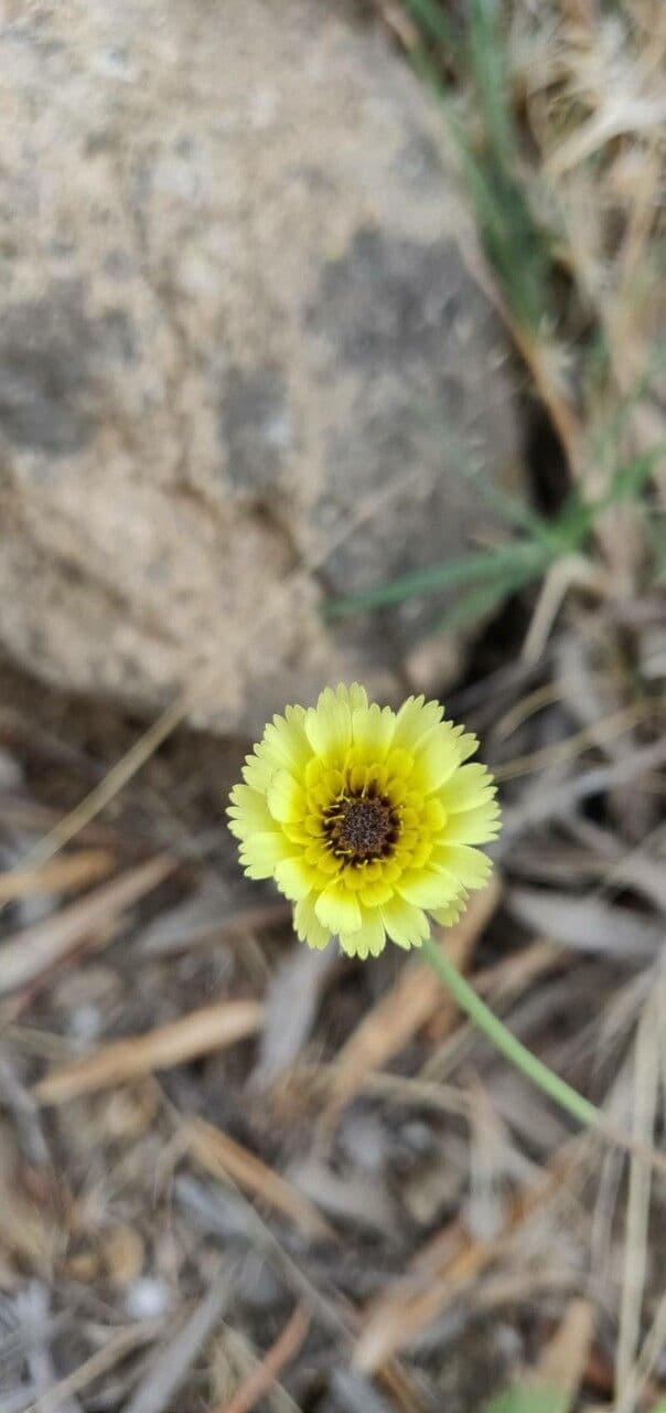 Tolpis barbata 17