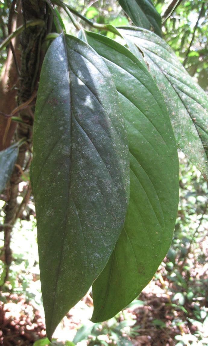 Monstera 4