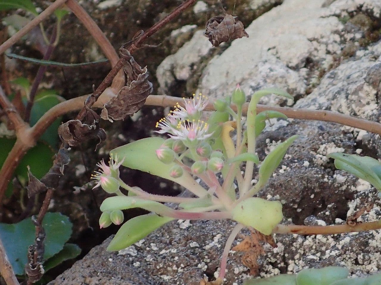 Aeonium 4