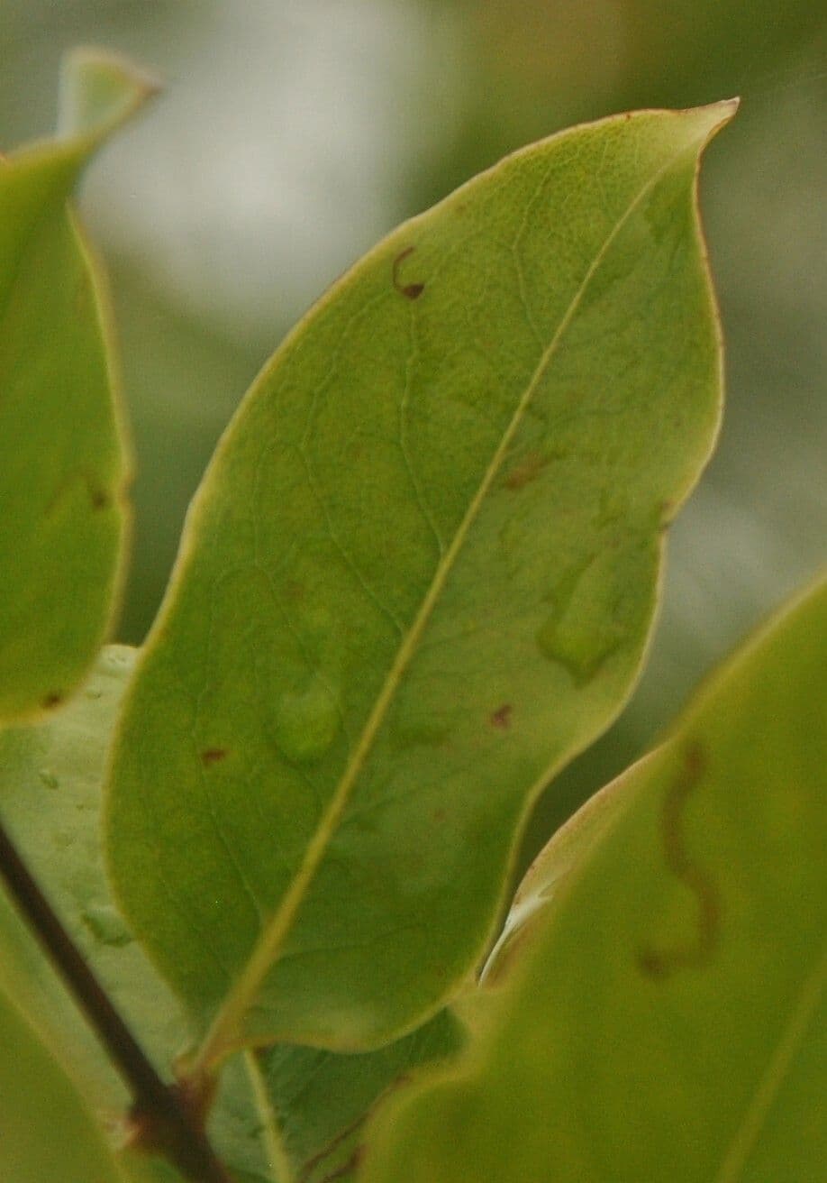 Cratoxylum 3