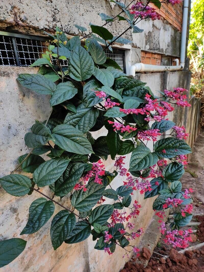 Glorybower 7