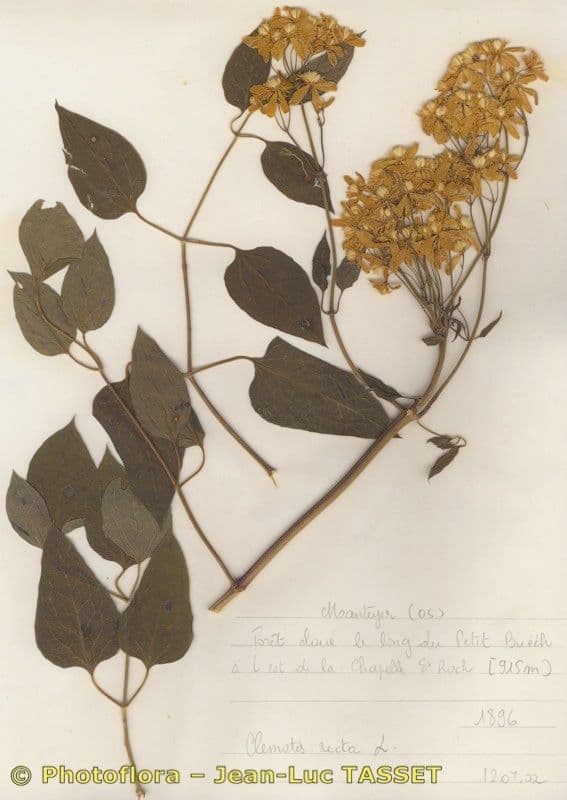 Clematis recta 26