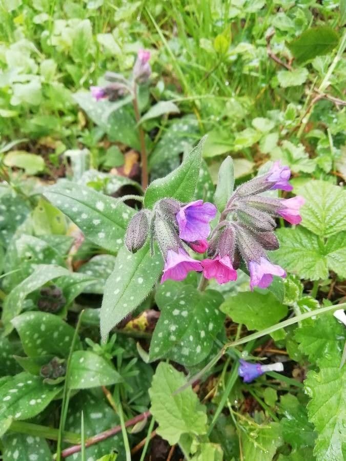 Polmonaria 5