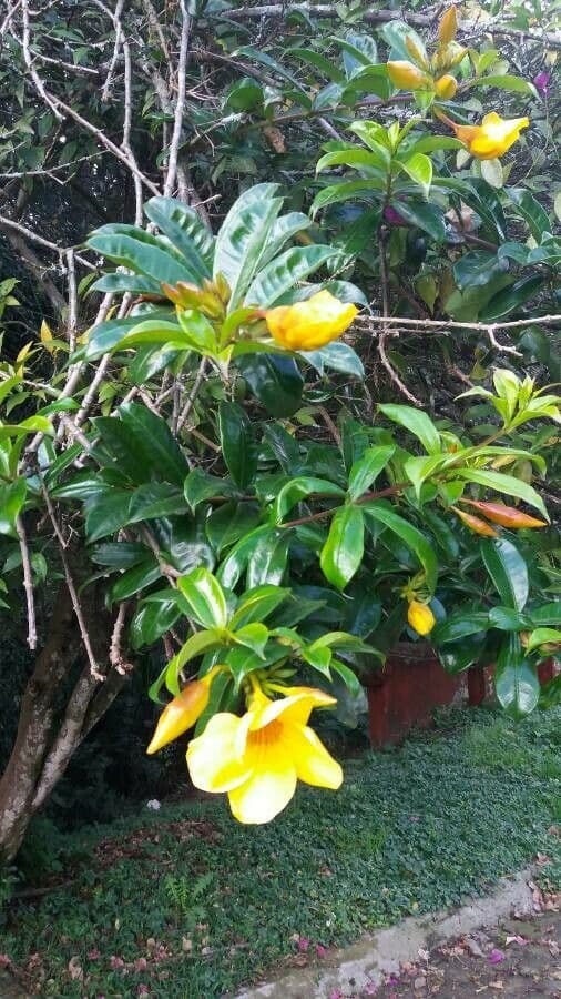 Busch-Allamanda 10