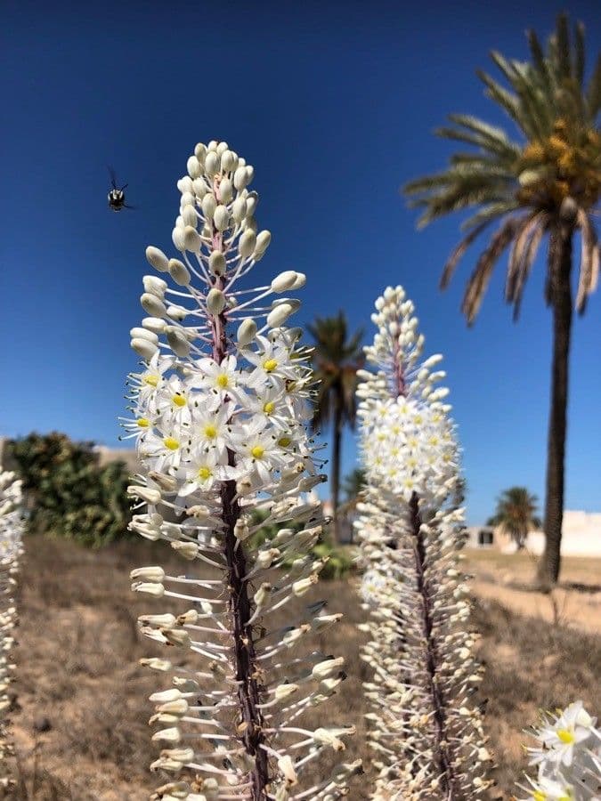 Scilla marittima 10