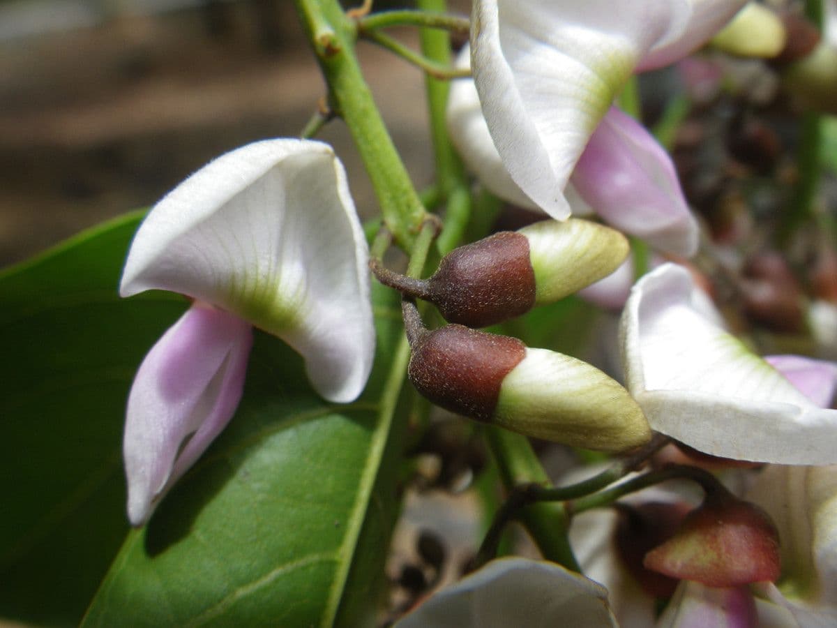 Pongamia 6