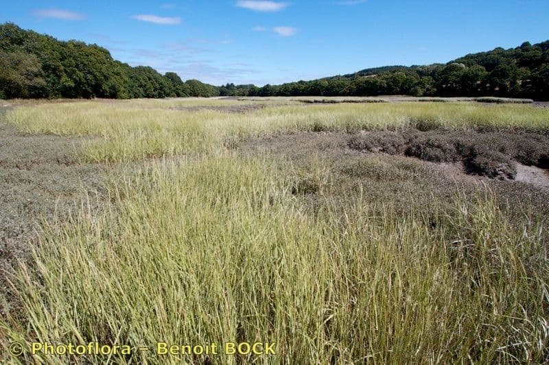 Smooth cordgrass 10