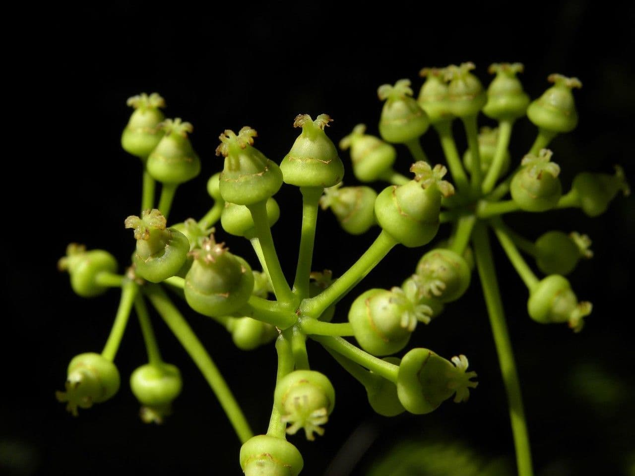 Polyscias 8