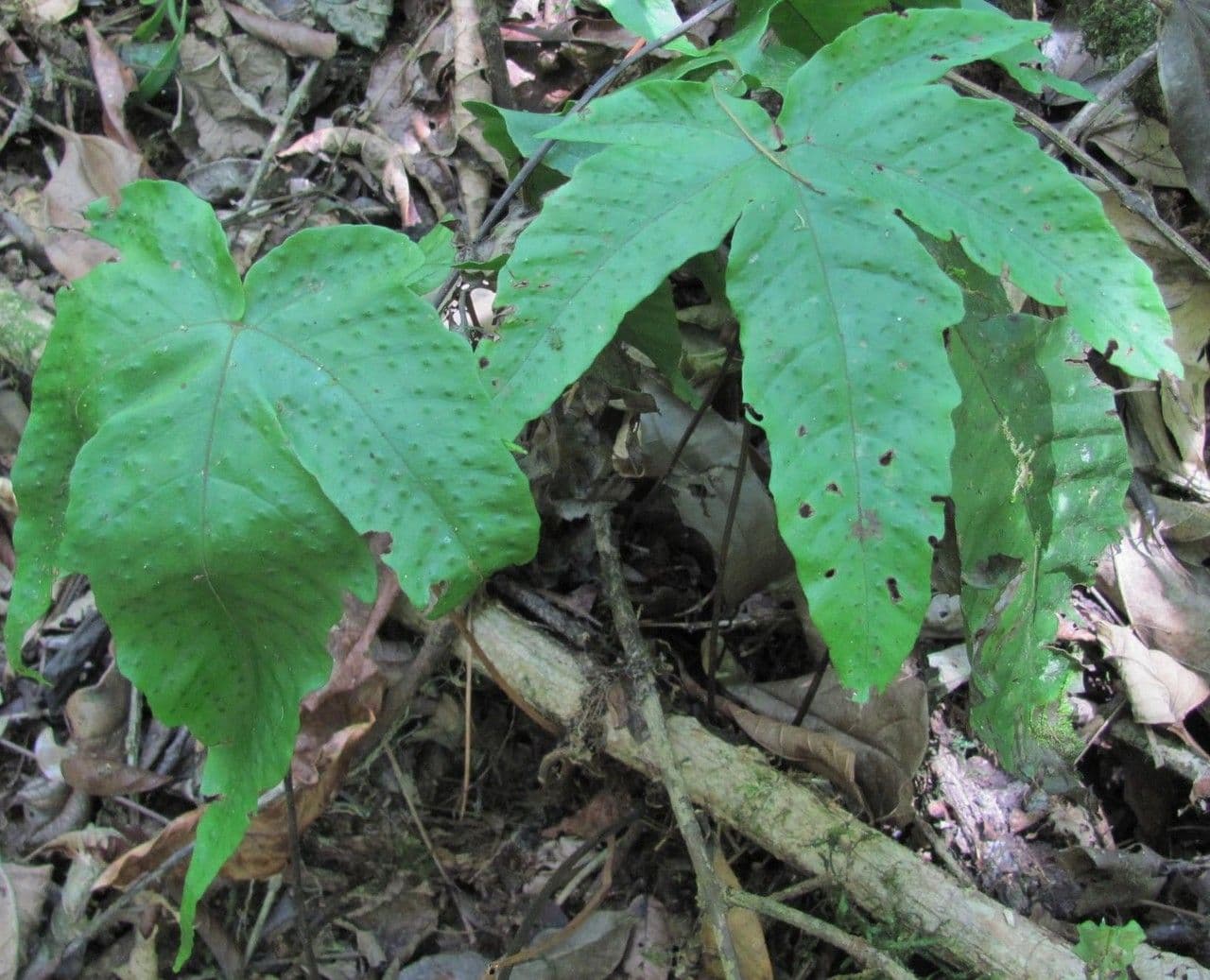 Tectaria heracleifolia 5