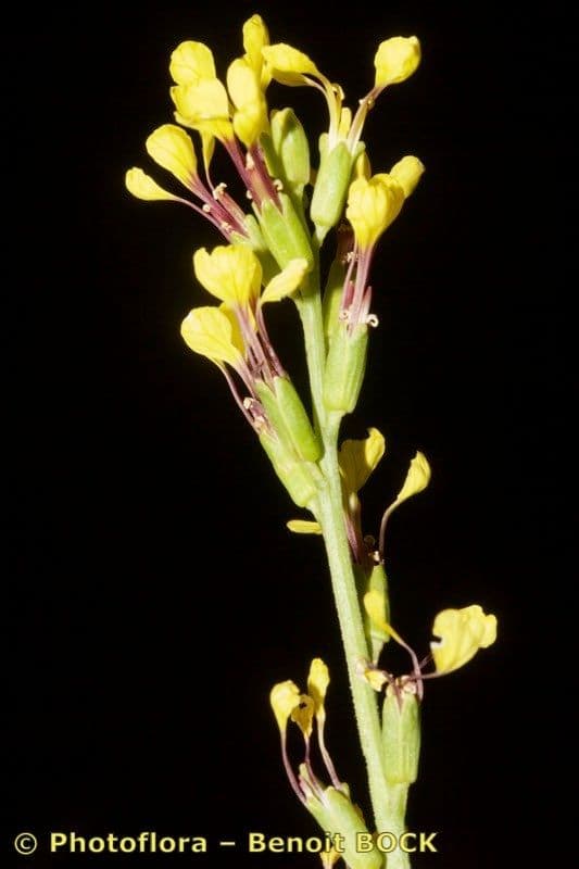 Falsa ginestra 21