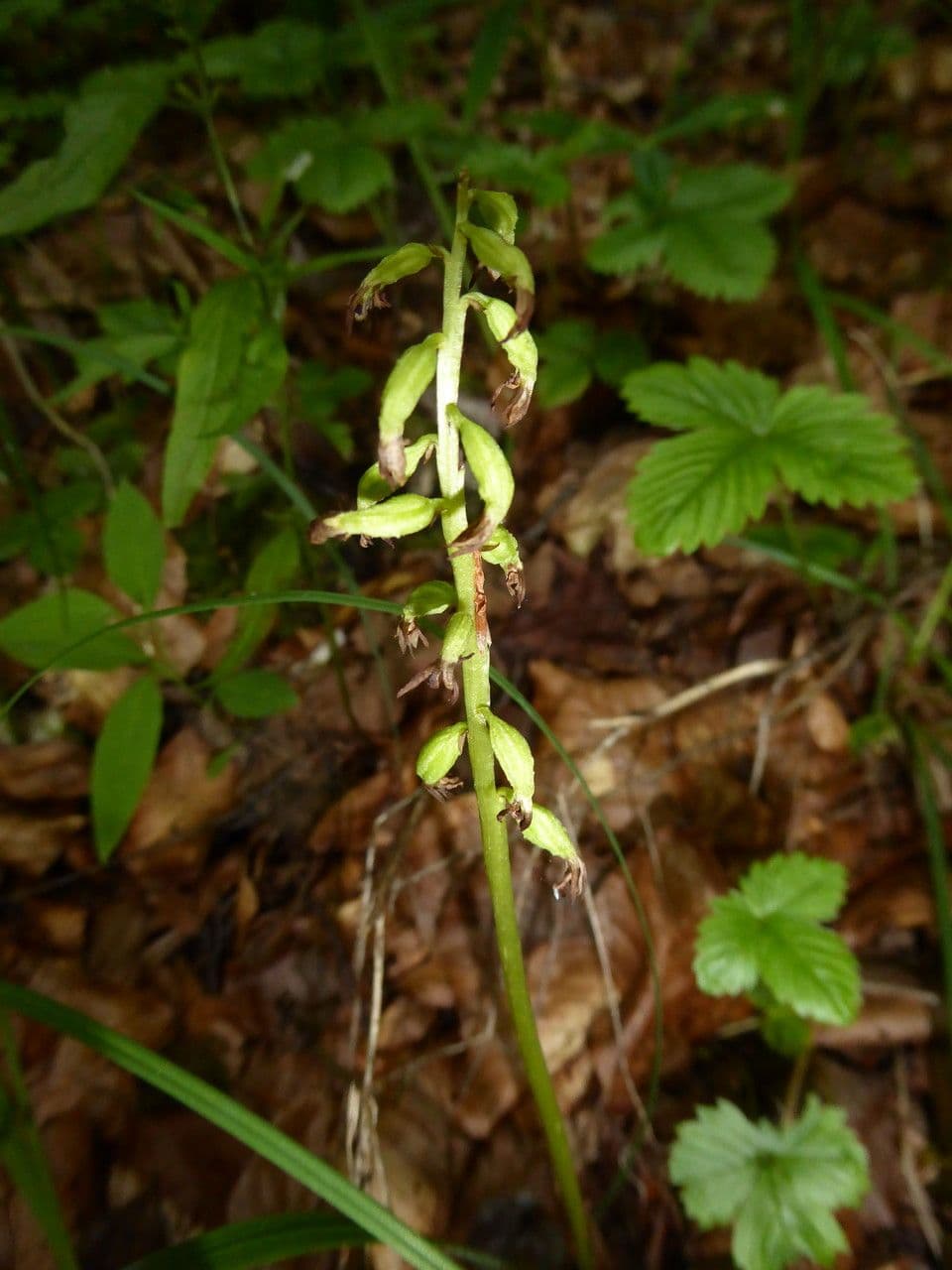 Corallorhize trifide 5