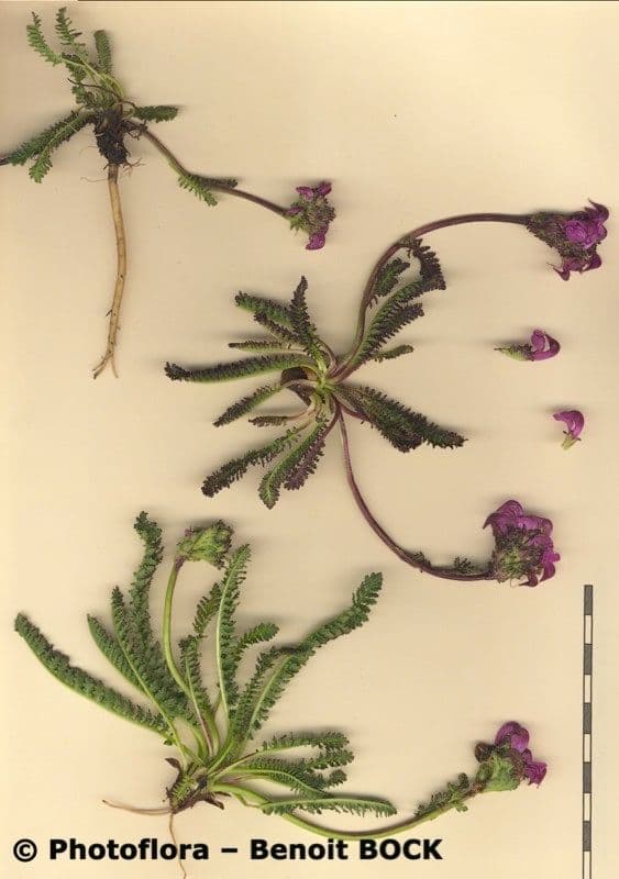 Vrbina pyrenejská 20