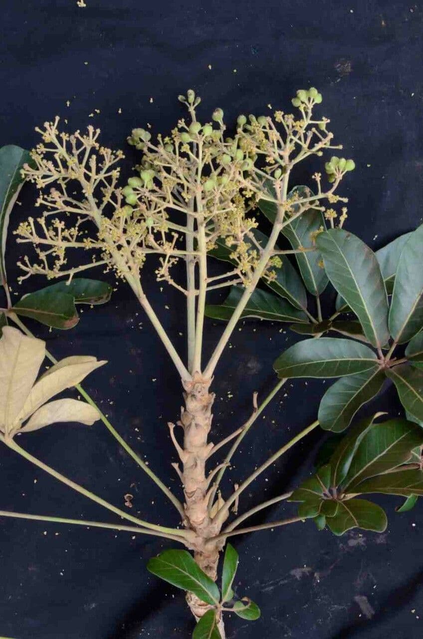 Didymopanax macrocarpus 2