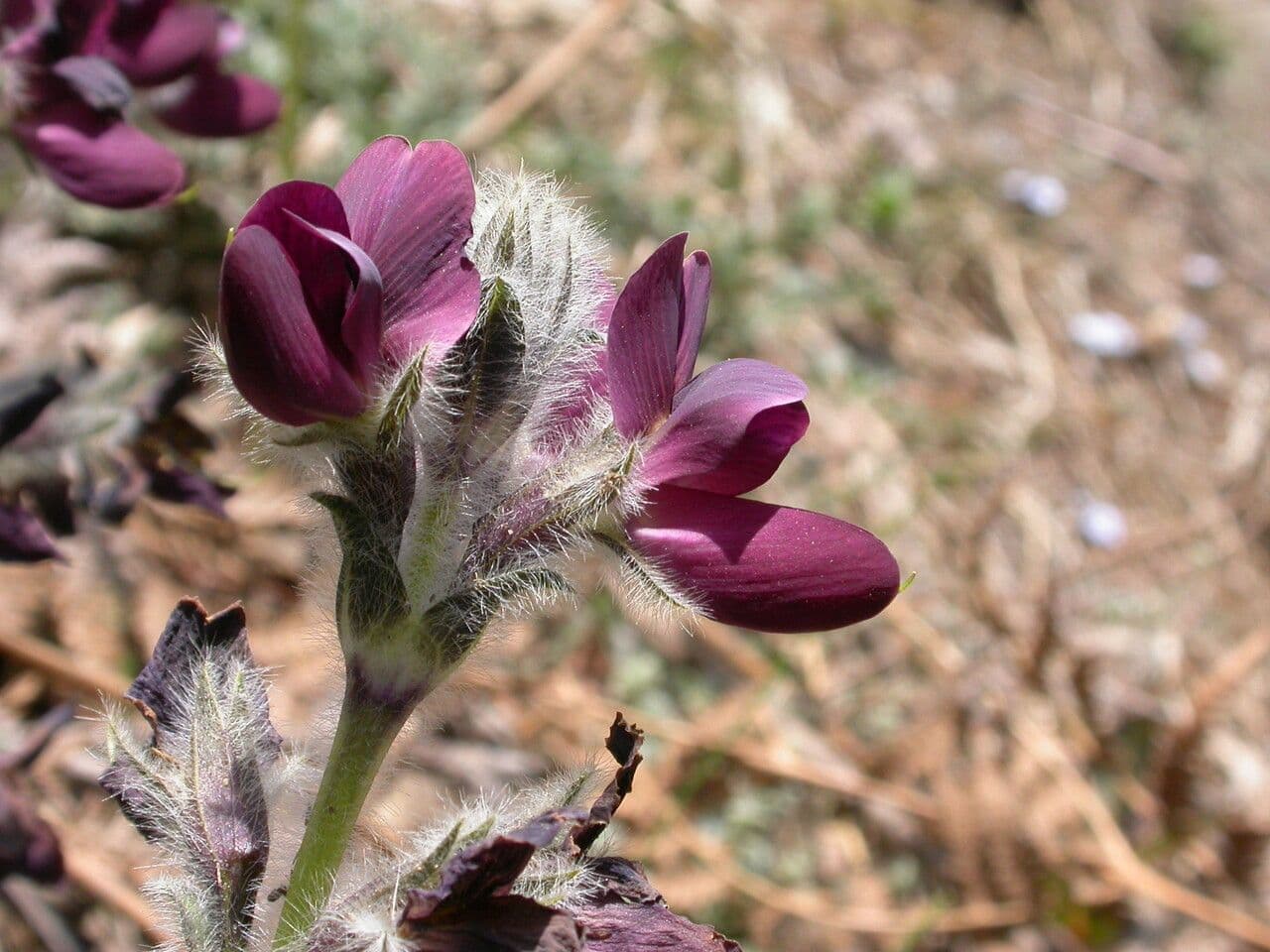 Thermopsis