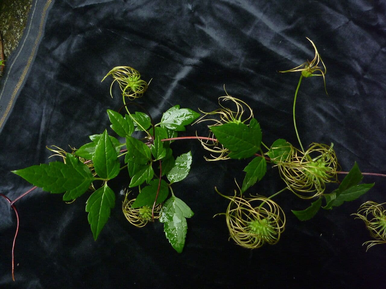Clematis 4