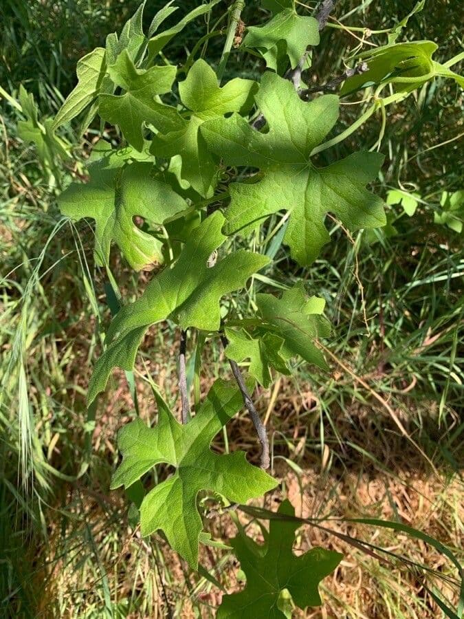 Großfruchtige Marah 12