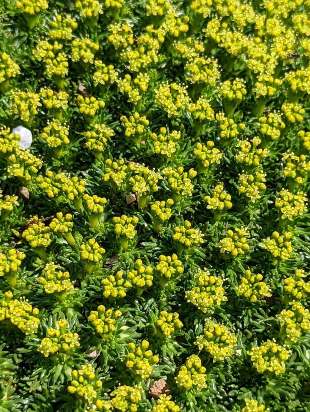 Azorella 5