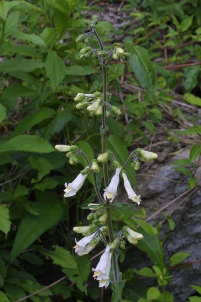 Penstemon 10