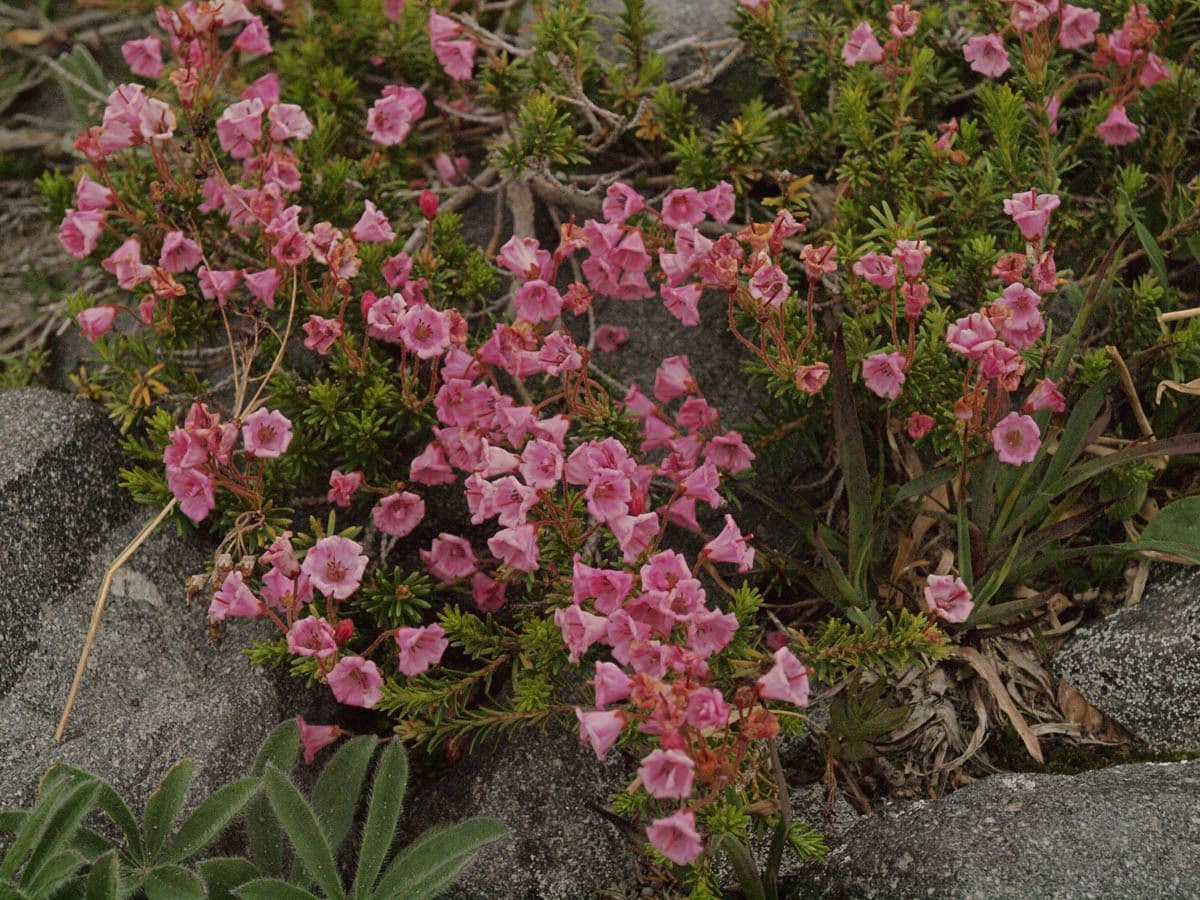 Phyllodoce rosata 8