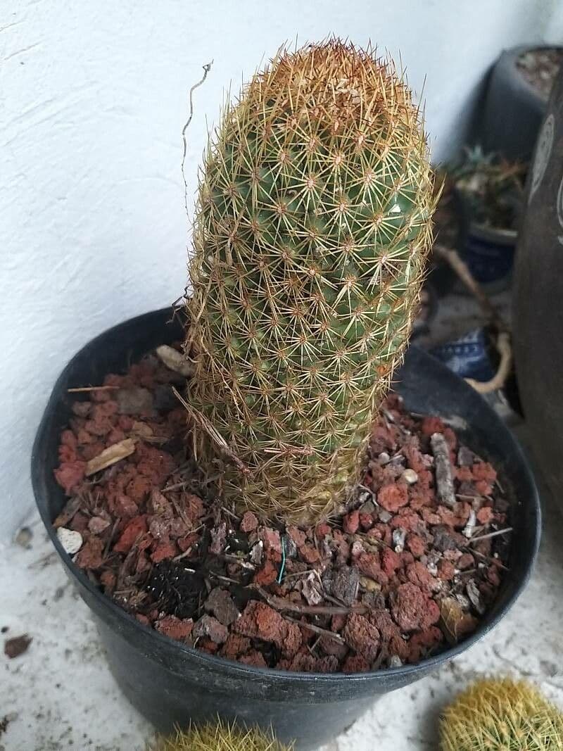 Thelocactus hexaedrophorus 5