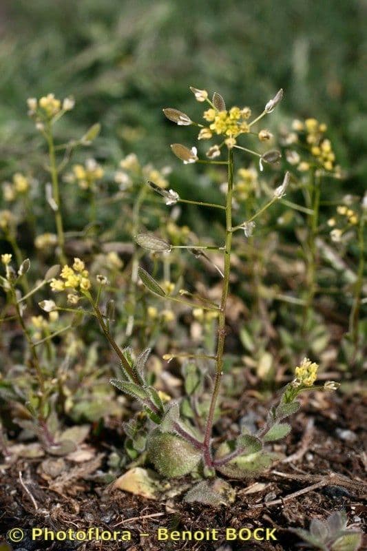 Draba lesná 12