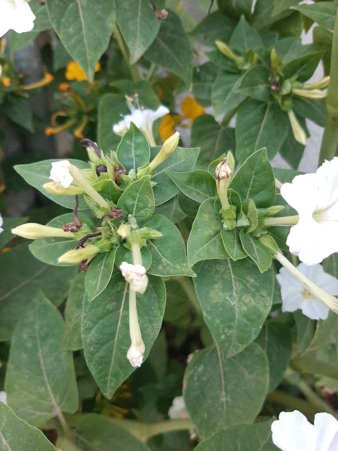 Wunderblume 18