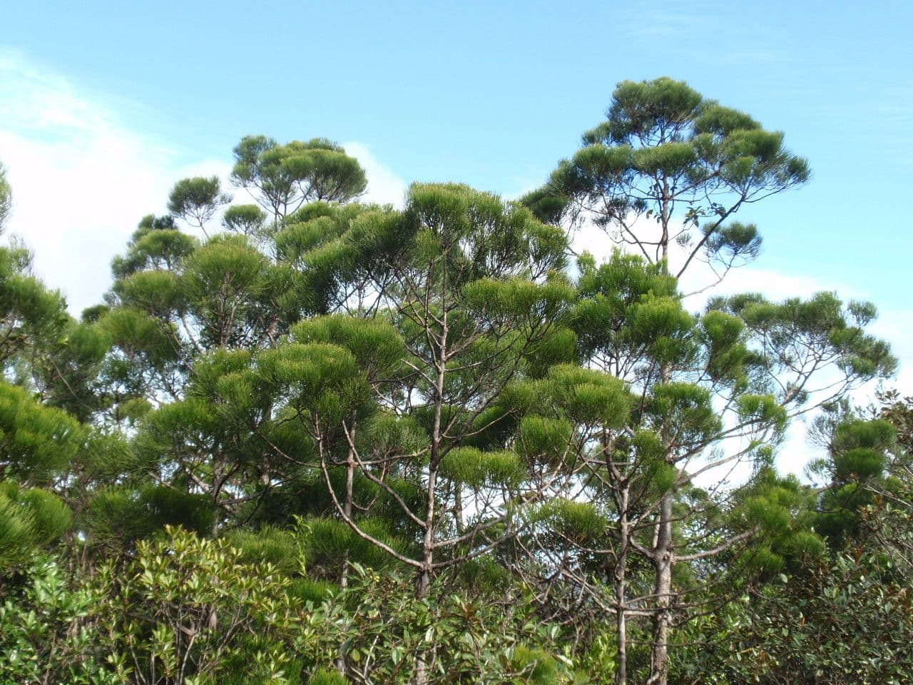 Gymnostoma 12