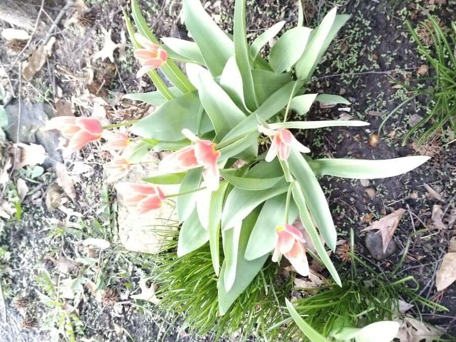 Tulipano ninfea 14