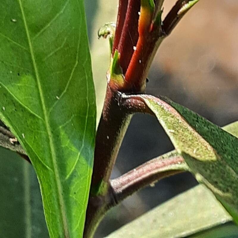 Ixora 21