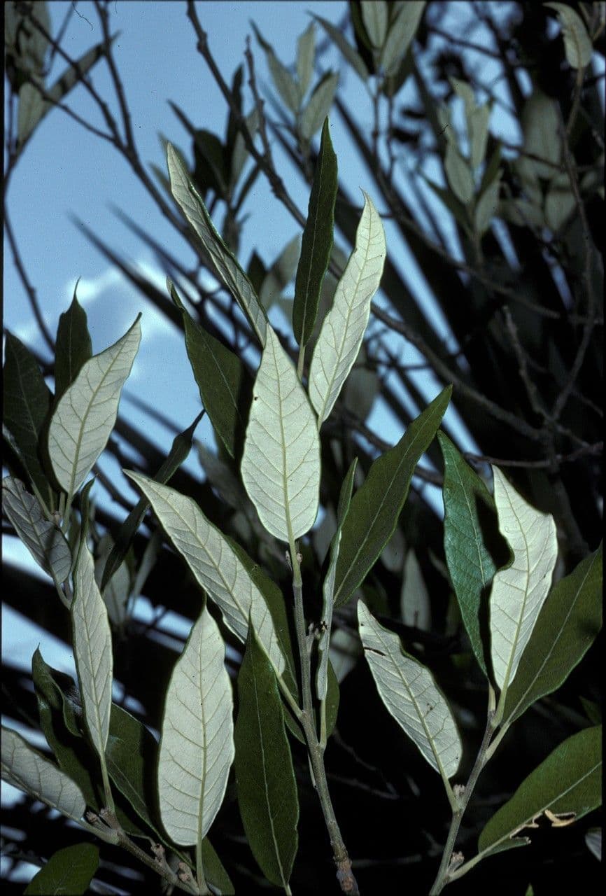 Quercia