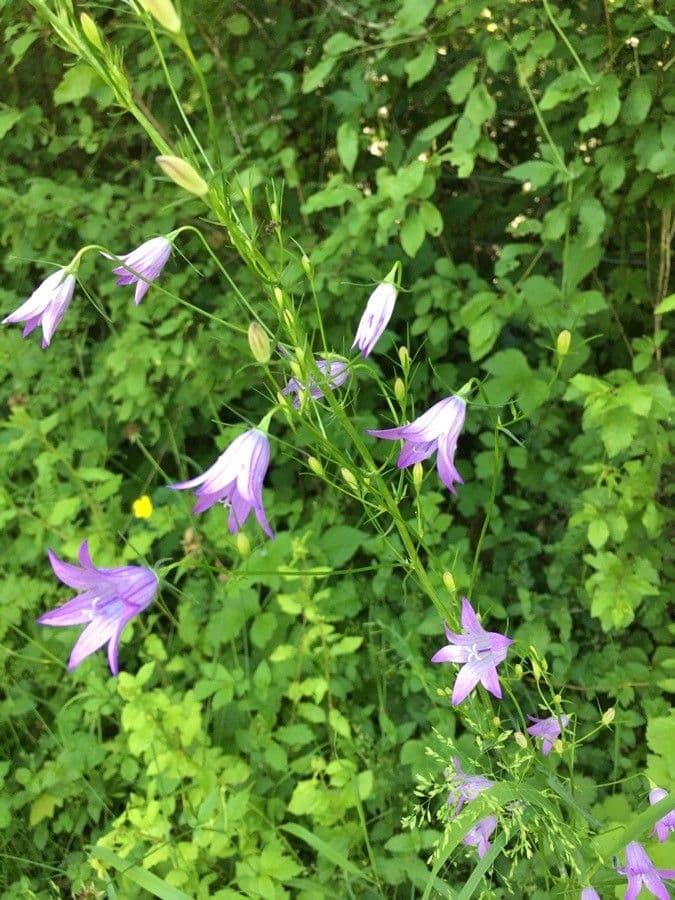 Campanula diffusa 11