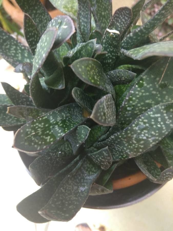 Gasteria 15