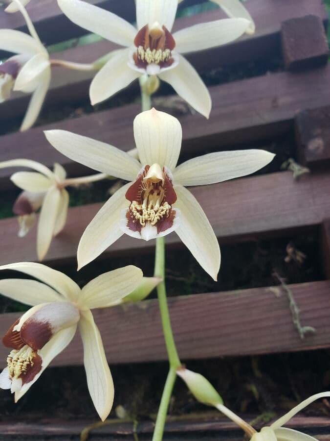 Coelogyne 2