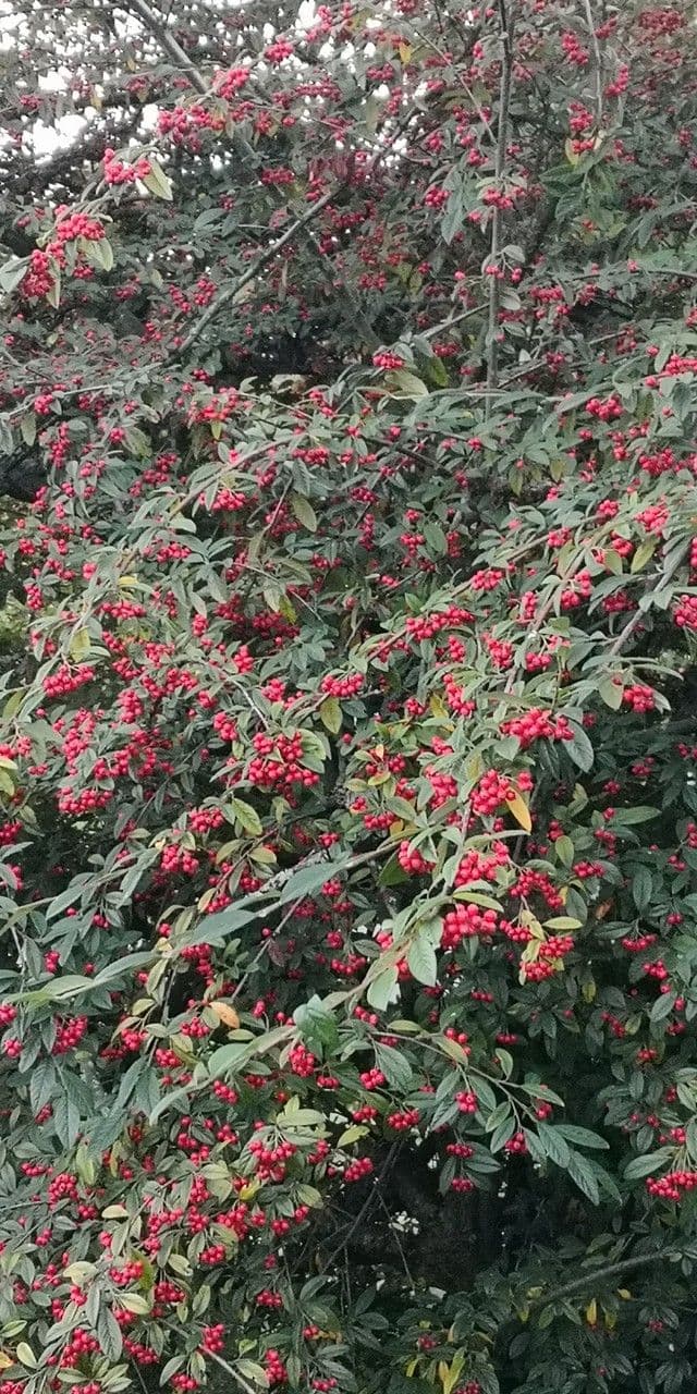Cotoneaster glabre 3