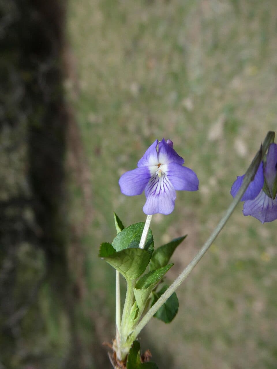Viola rupestre 4