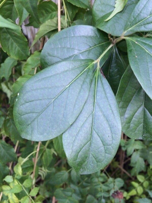 Bignonia magnifica 10