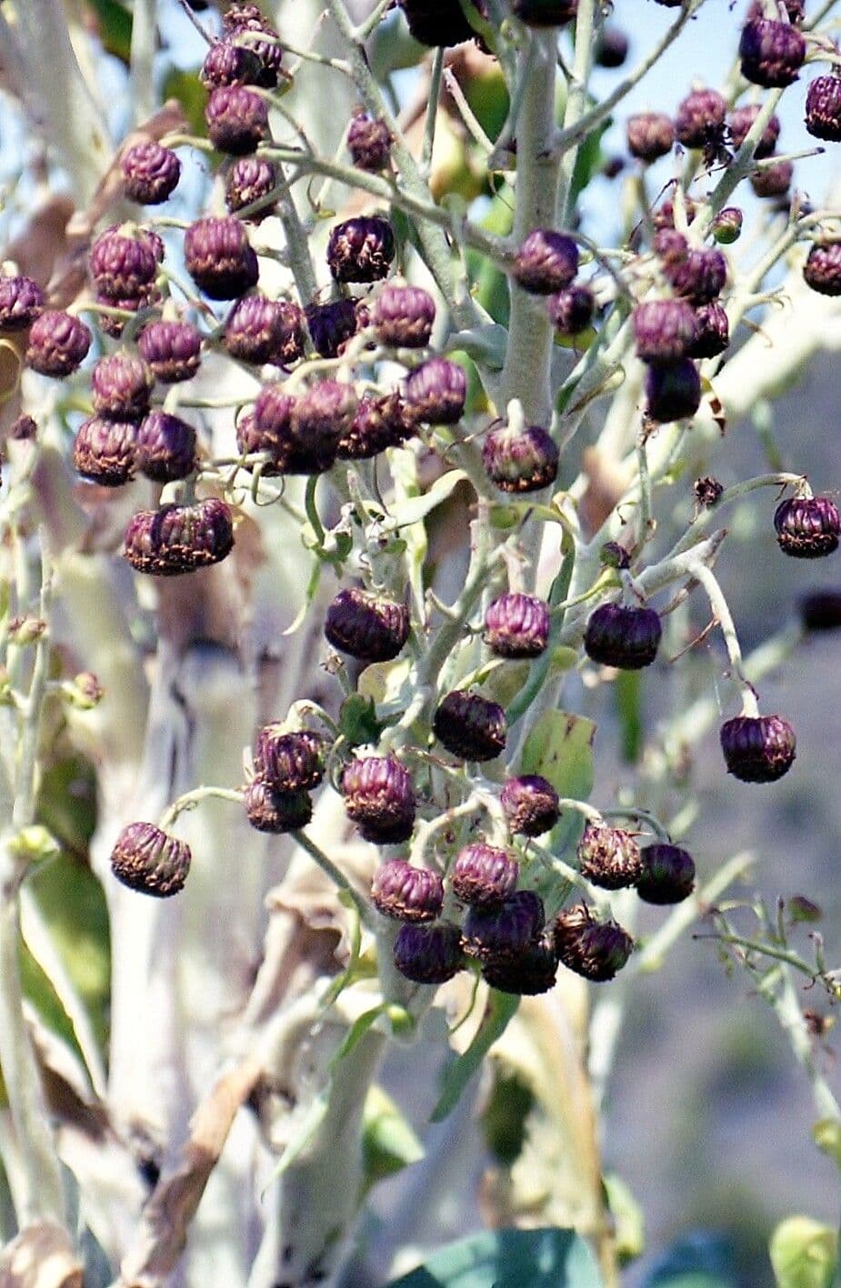 Dendrosenecio