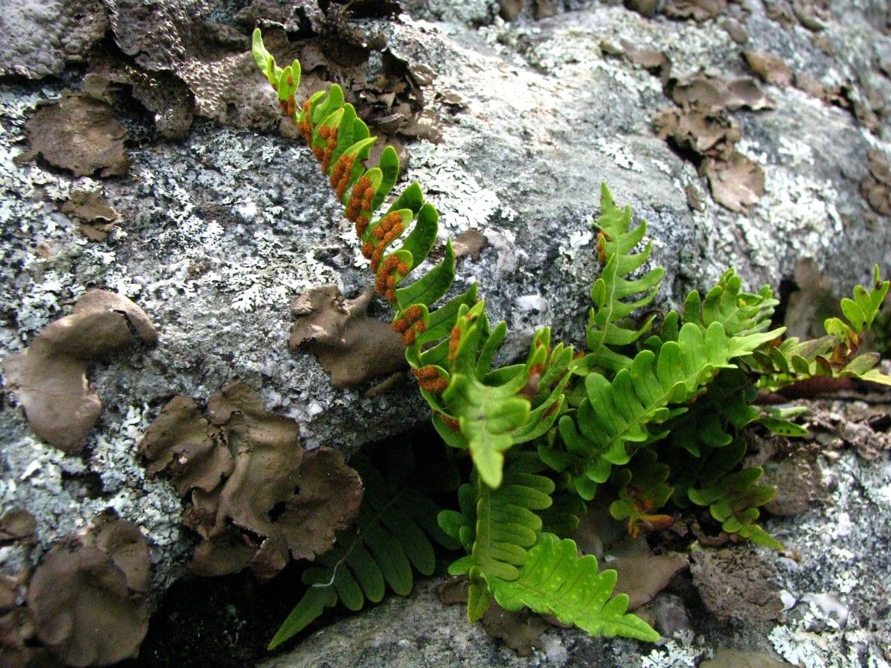 Polypodium virginianum 9