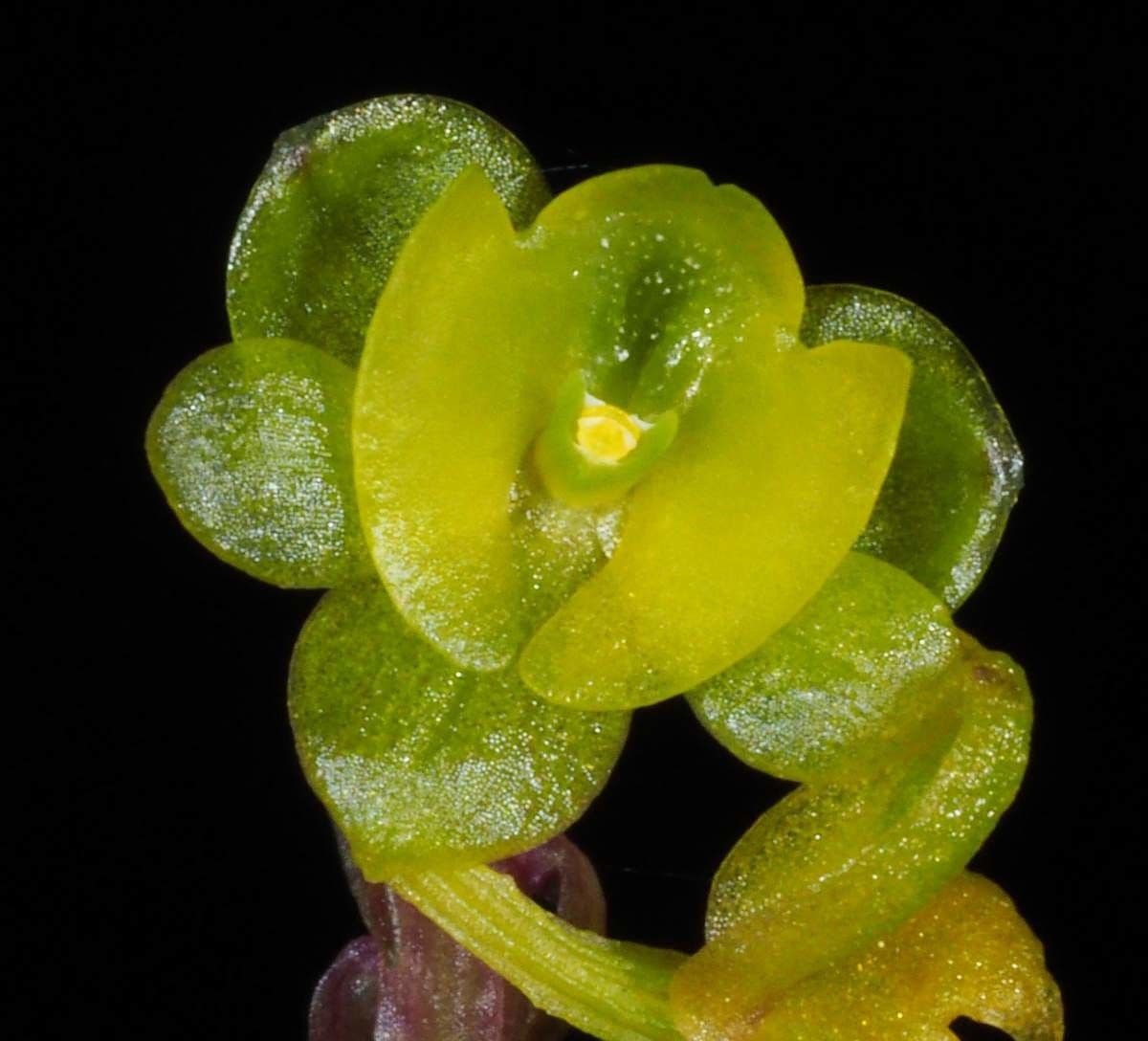 Crepidium taurino 3