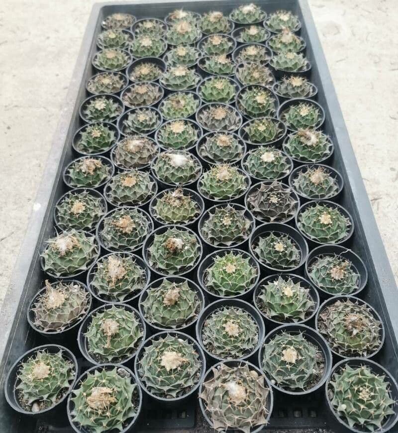 Cactus carciofo 7