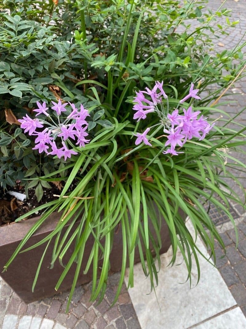Tulbaghia 26