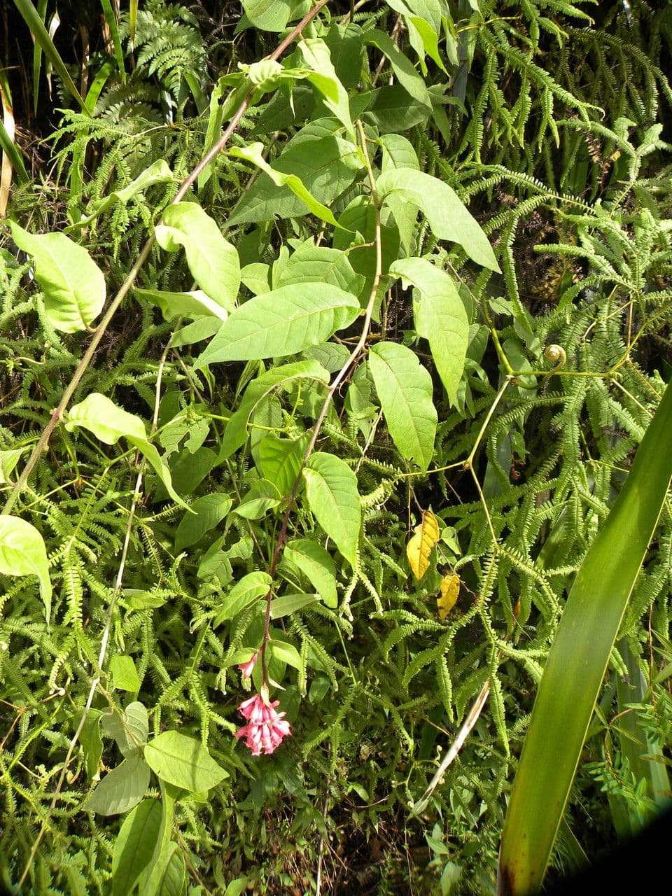 Cestrum elegante 12