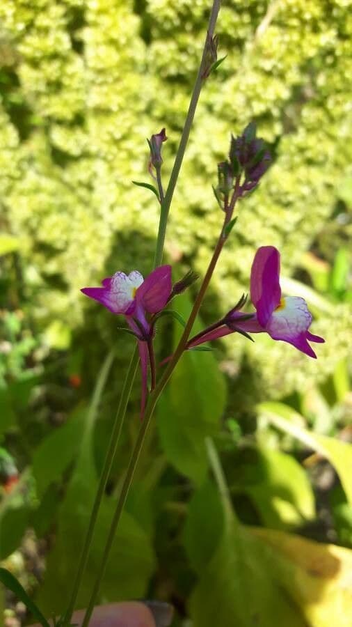 Linaria marocchina