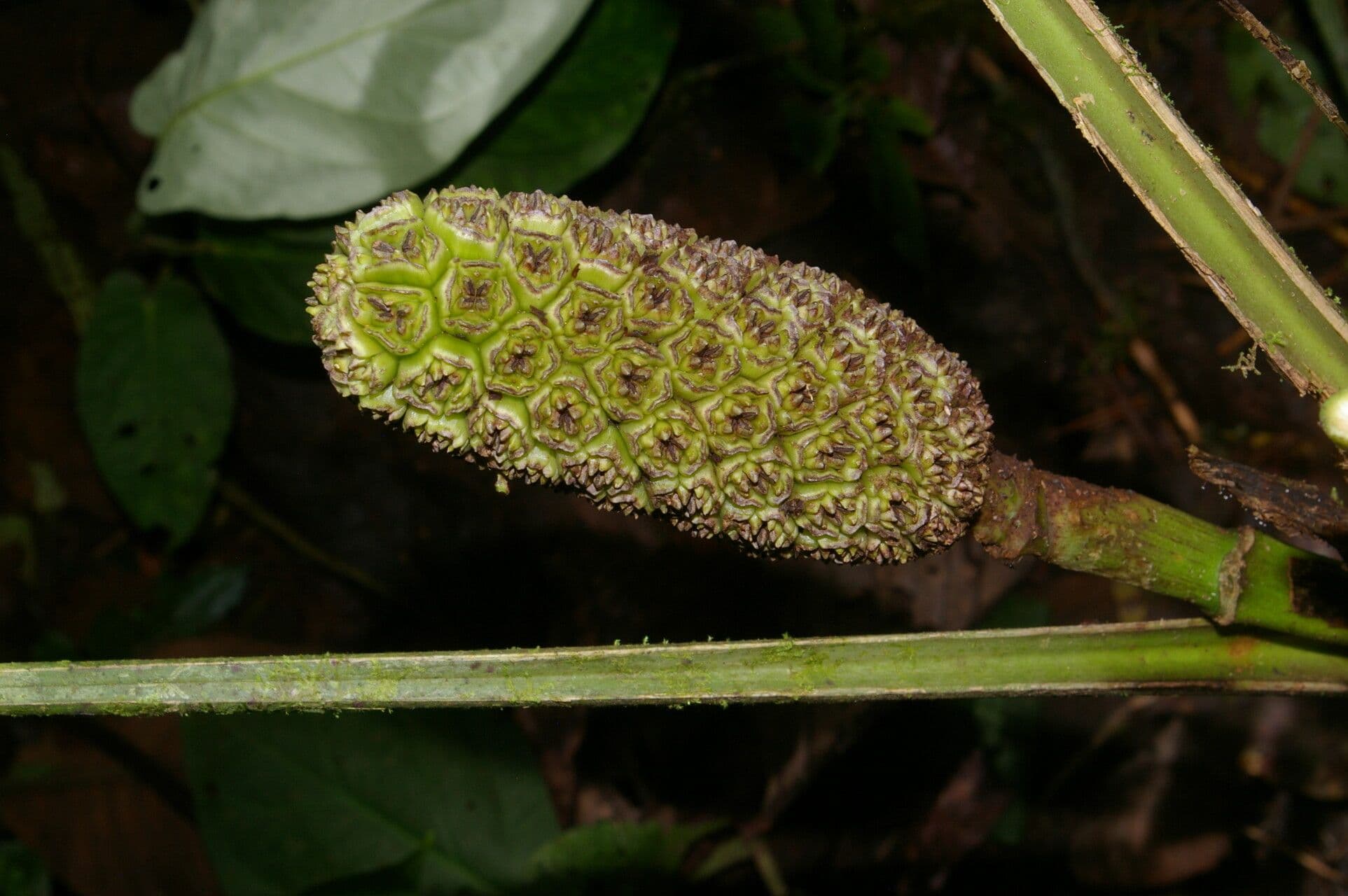 Asplundia