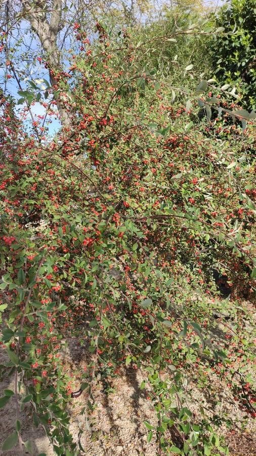 Cotonéaster cotoneaster 12
