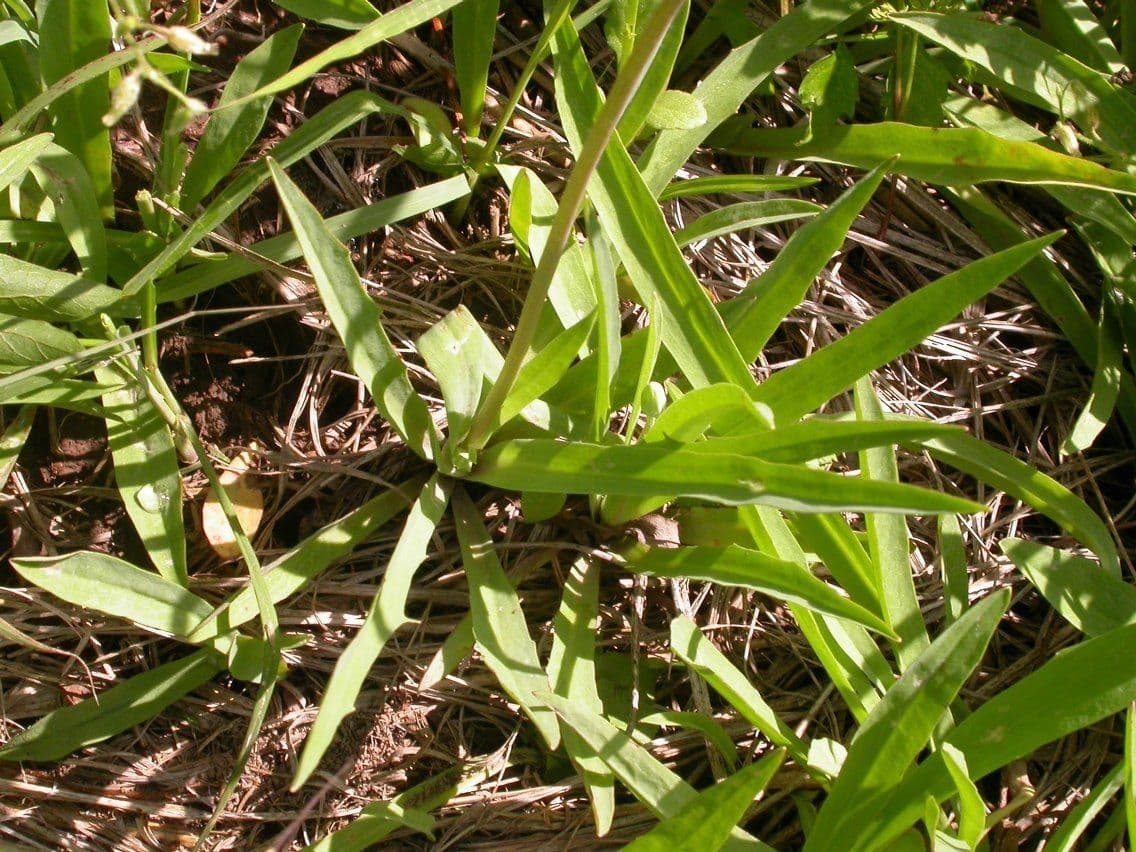 Krigia dandelion 12