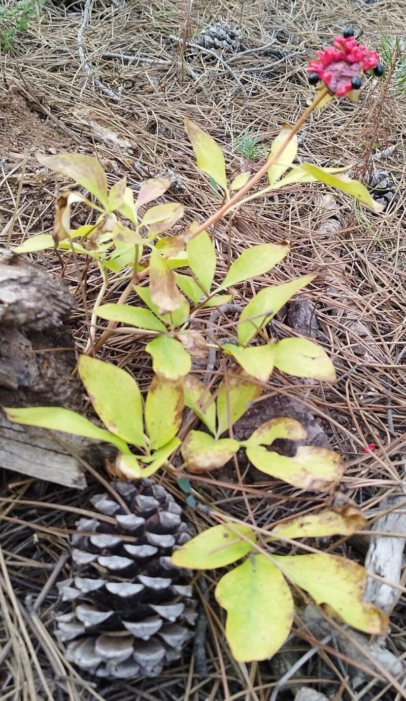 Peonia mascula 24